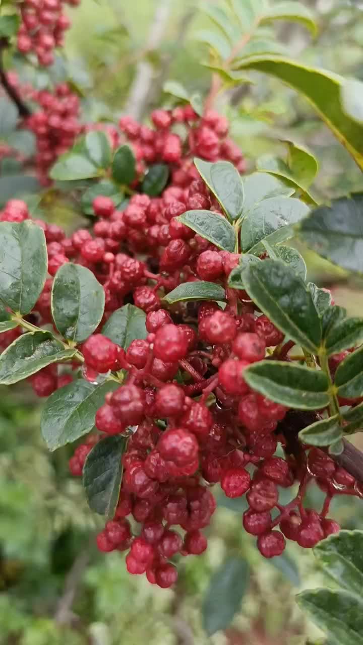 花椒鲜货