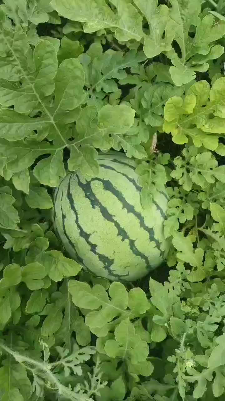 本地8424麒麟瓜大量上市了