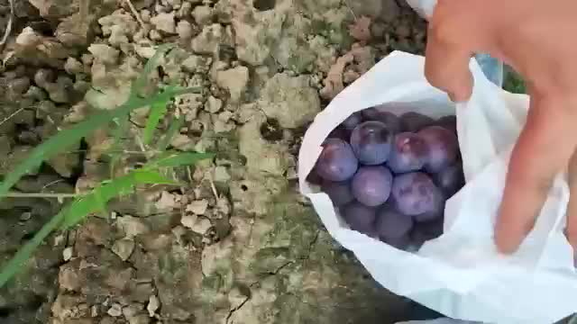 户太八号葡萄🍇