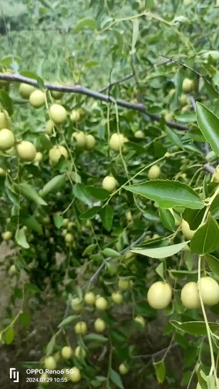 精品枣脆王，口感脆，基地发货，全国发货，供应各大电商