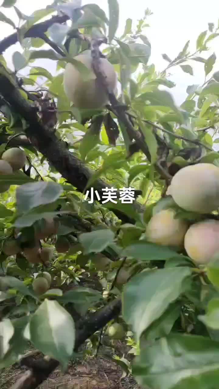 小芙蓉打果汁，果好，价便宜