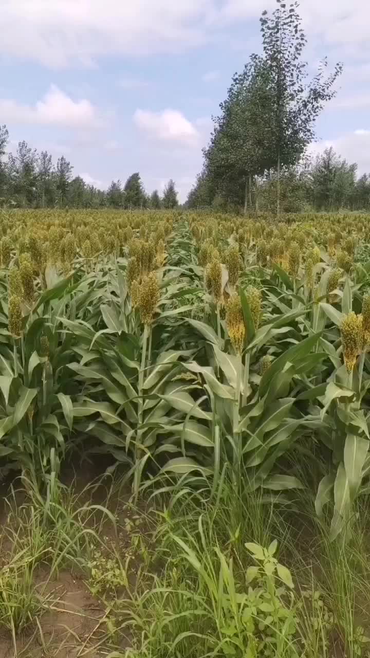 酿酒高粱快收割了红高粱糯高粱都有