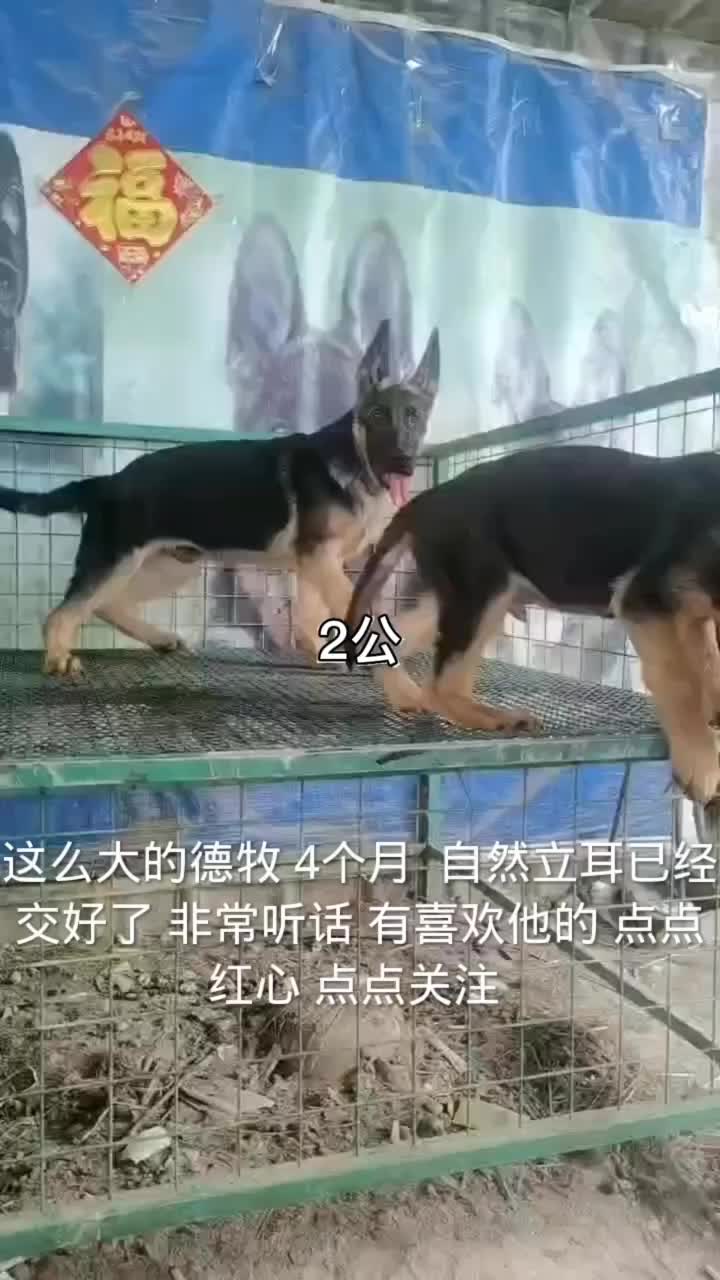 德国牧羊犬4个月自然立耳