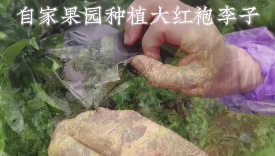 自家产的大红袍李子，有意私信