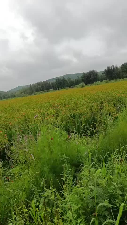 辽宁射干10月中旬