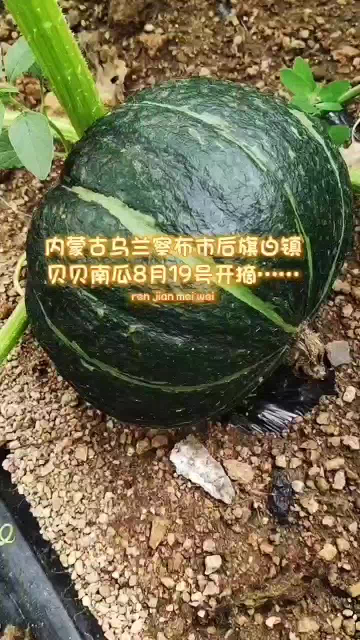 贝贝南瓜