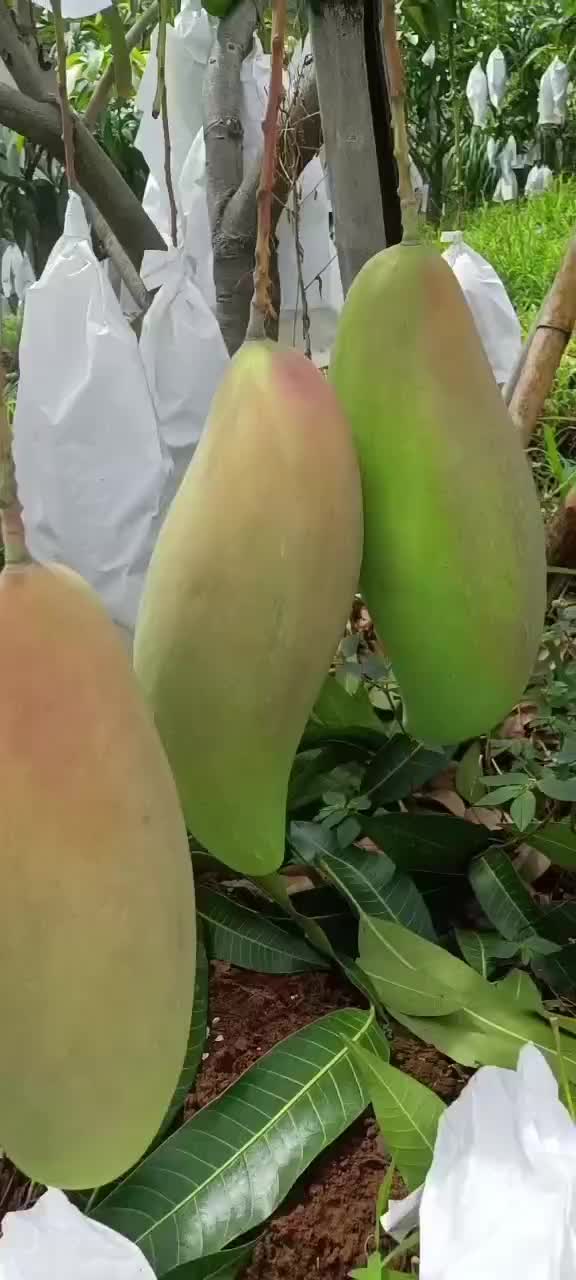 象牙芒四川攀枝花象牙芒光果象牙白袋象牙黄袋象牙