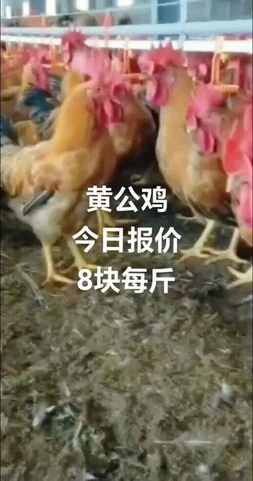 黄公鸡，上门自提不包邮