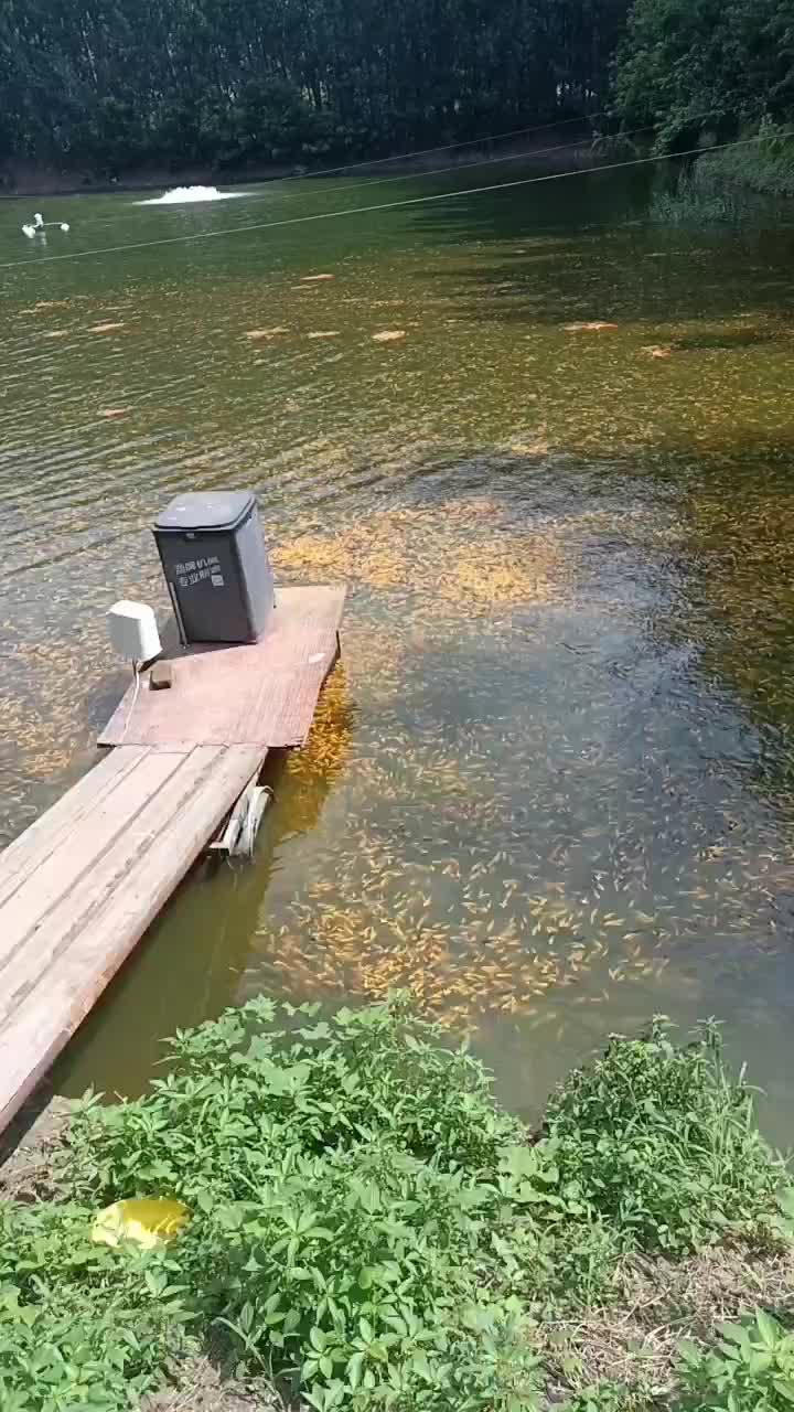 观赏鱼黄金锦鲤