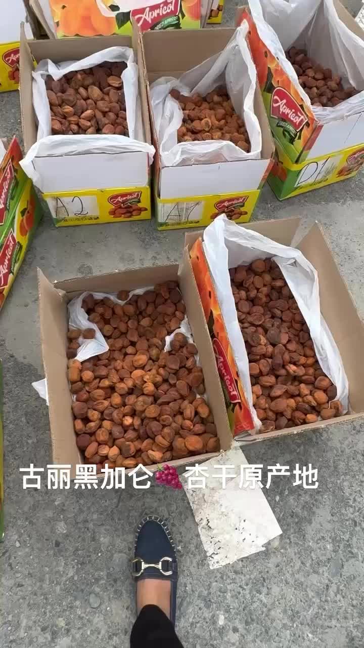 进口大丑杏中小颗粒现货