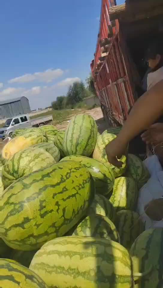 大量内蒙沙地西瓜