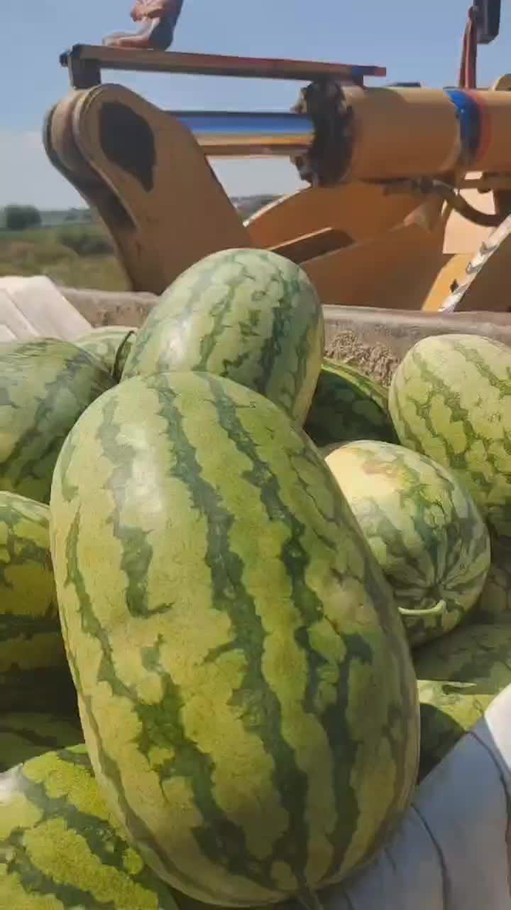 大量内蒙沙地西瓜