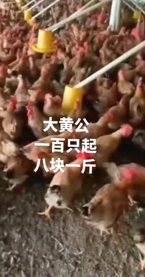 活禽肉公鸡