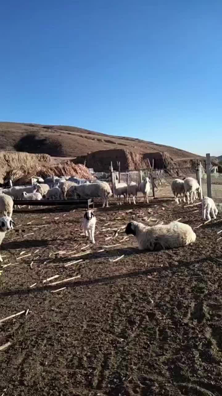 整群羊，200只左右，有大有小，跑坡羊，羊好无疾病。