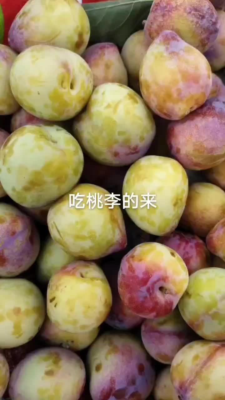 吉盛桃李