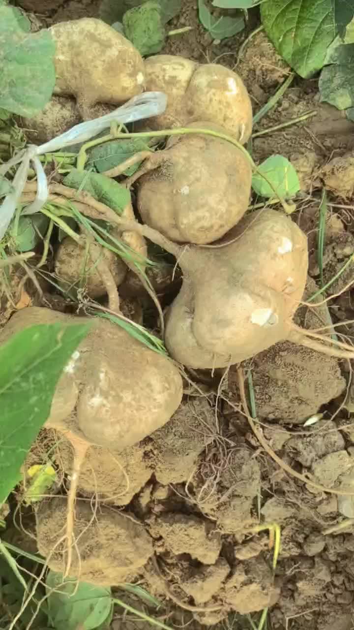 湖北沙土地凉薯多年老店稳定供货量大从优