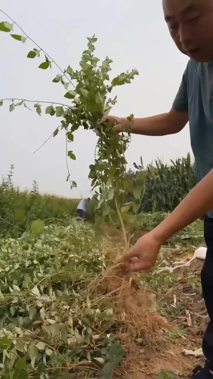 连翘苗3号5号药用连翘苗包邮快递发货根系发达成活率好