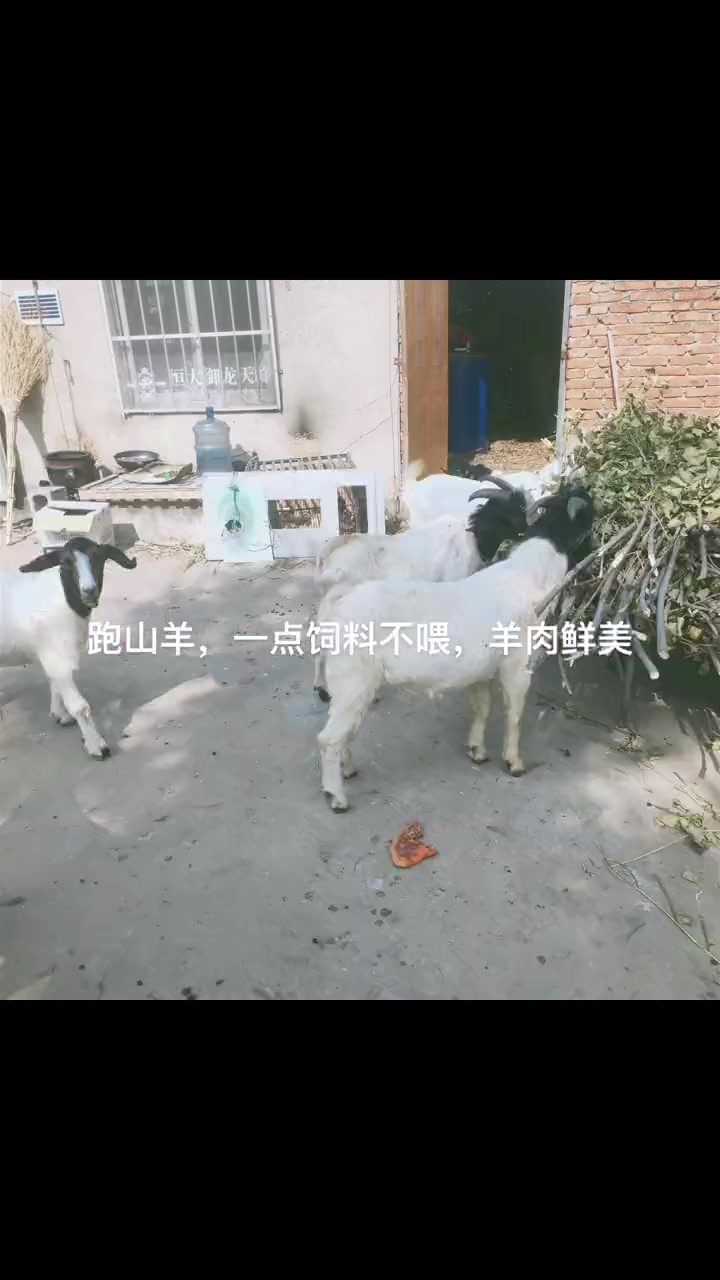 跑山羊🐐