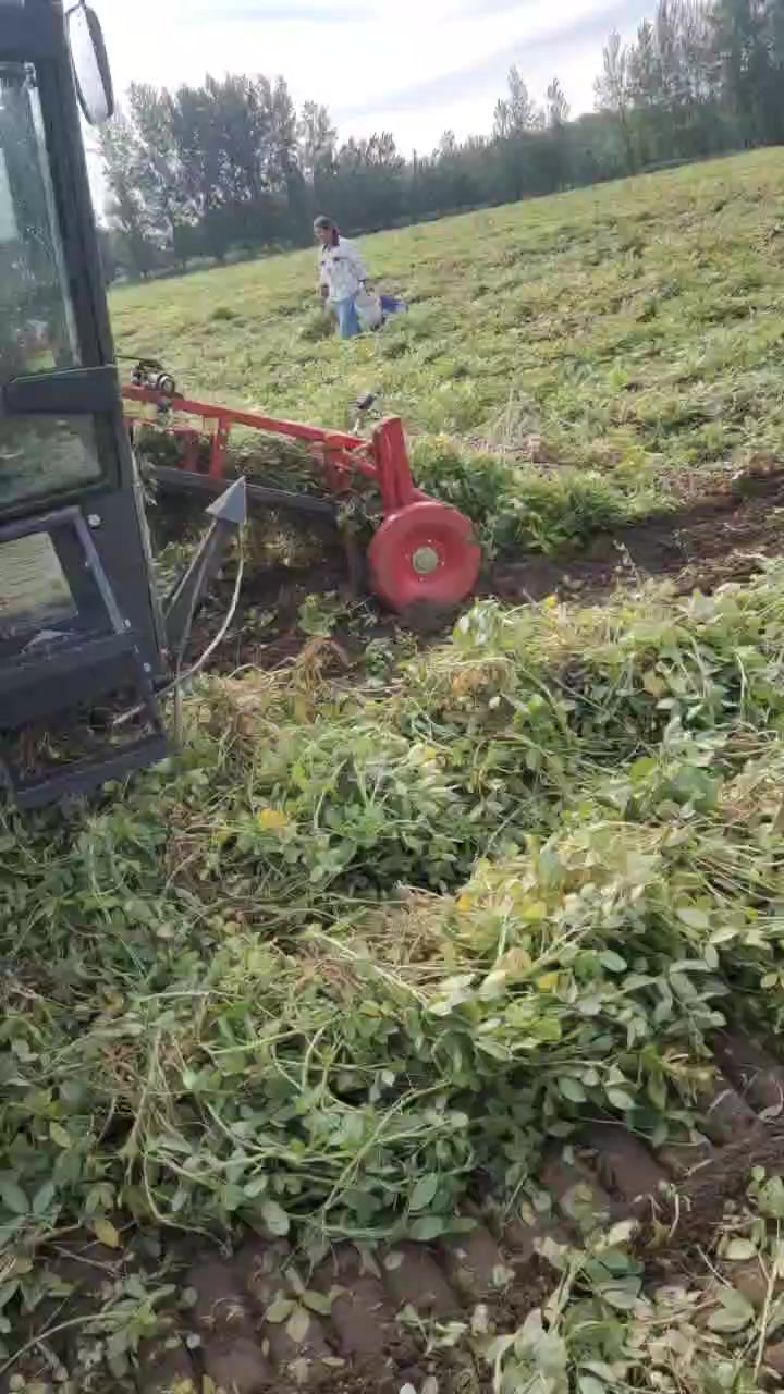 新鲜花生湿花生