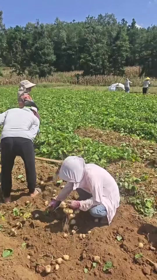 贵州地萝卜，量大，价高者优先