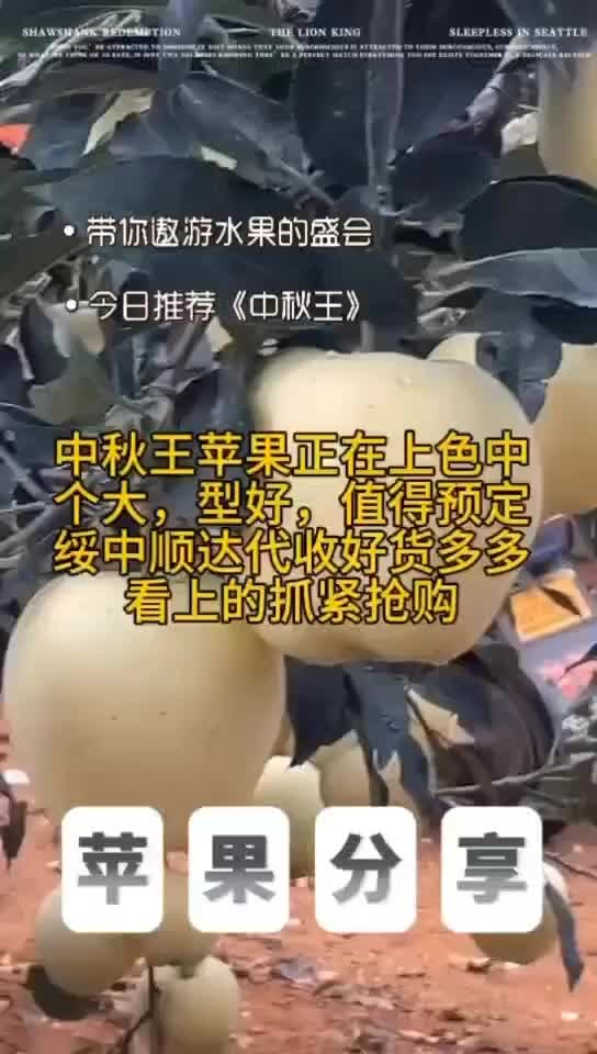 中秋王苹果，口感鲜美