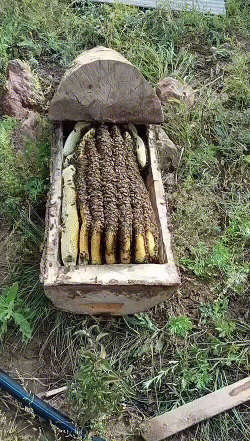 土蜂蜜，百花蜜