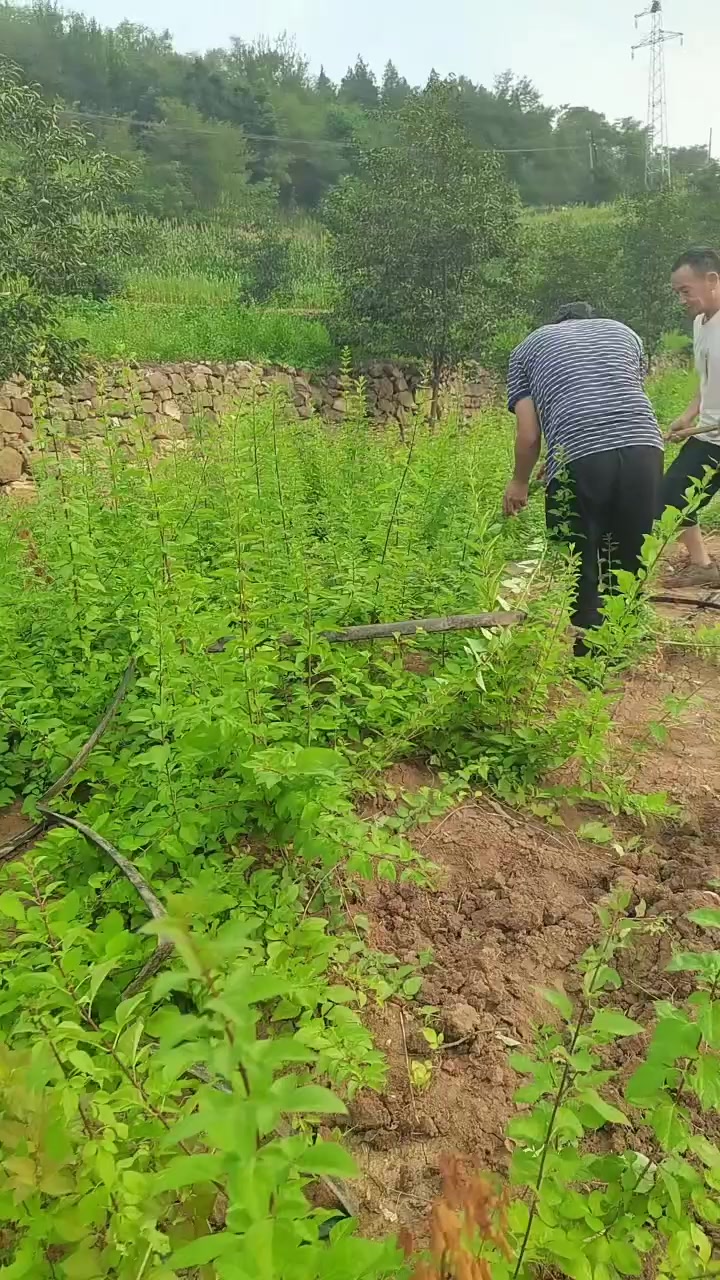 药用五号连翘苗，高产大果连翘苗，基地直发