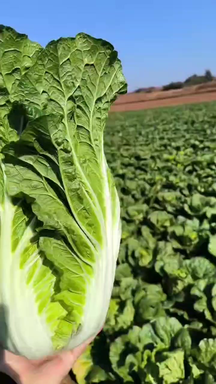 云南山地精品黄心大白菜