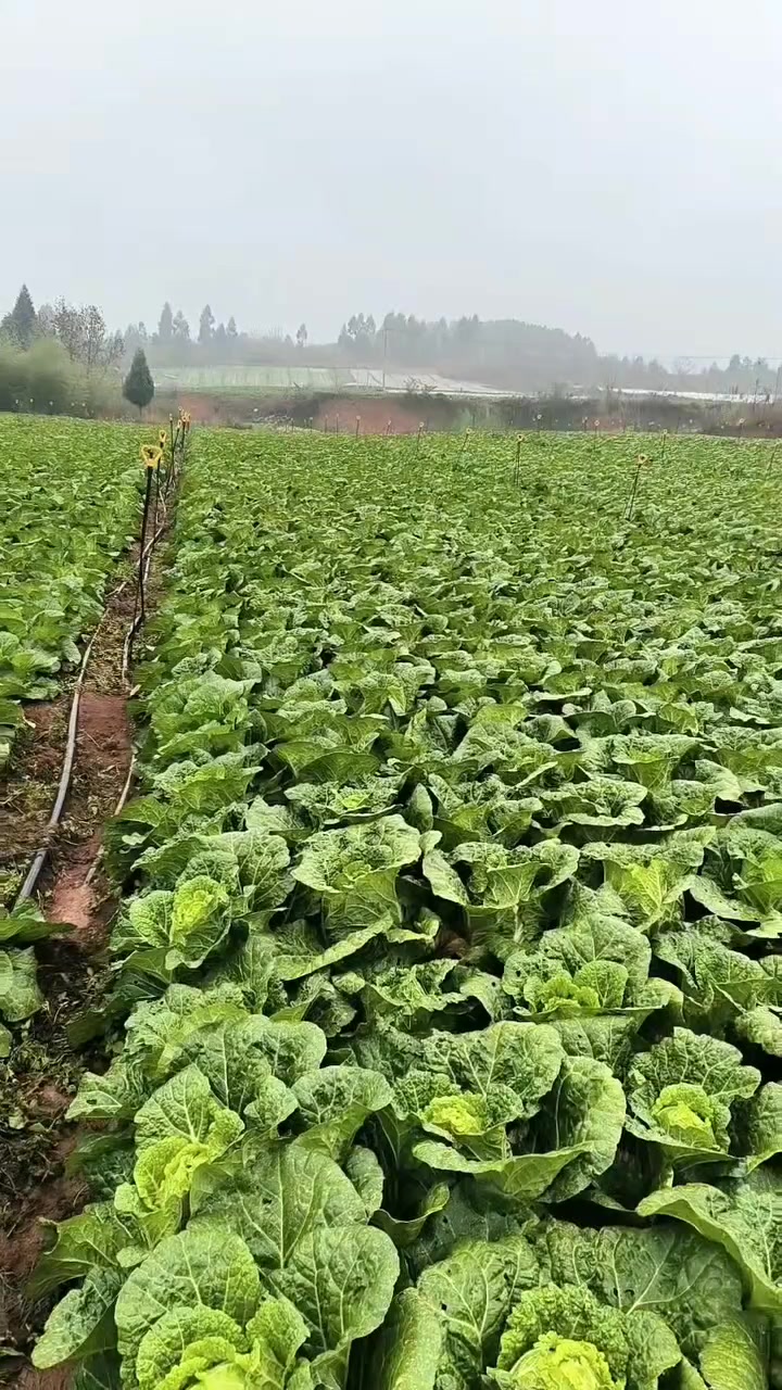 云南山地精品黄心大白菜