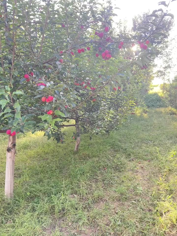 鸡心果