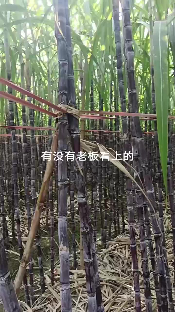 黑皮甘蔗