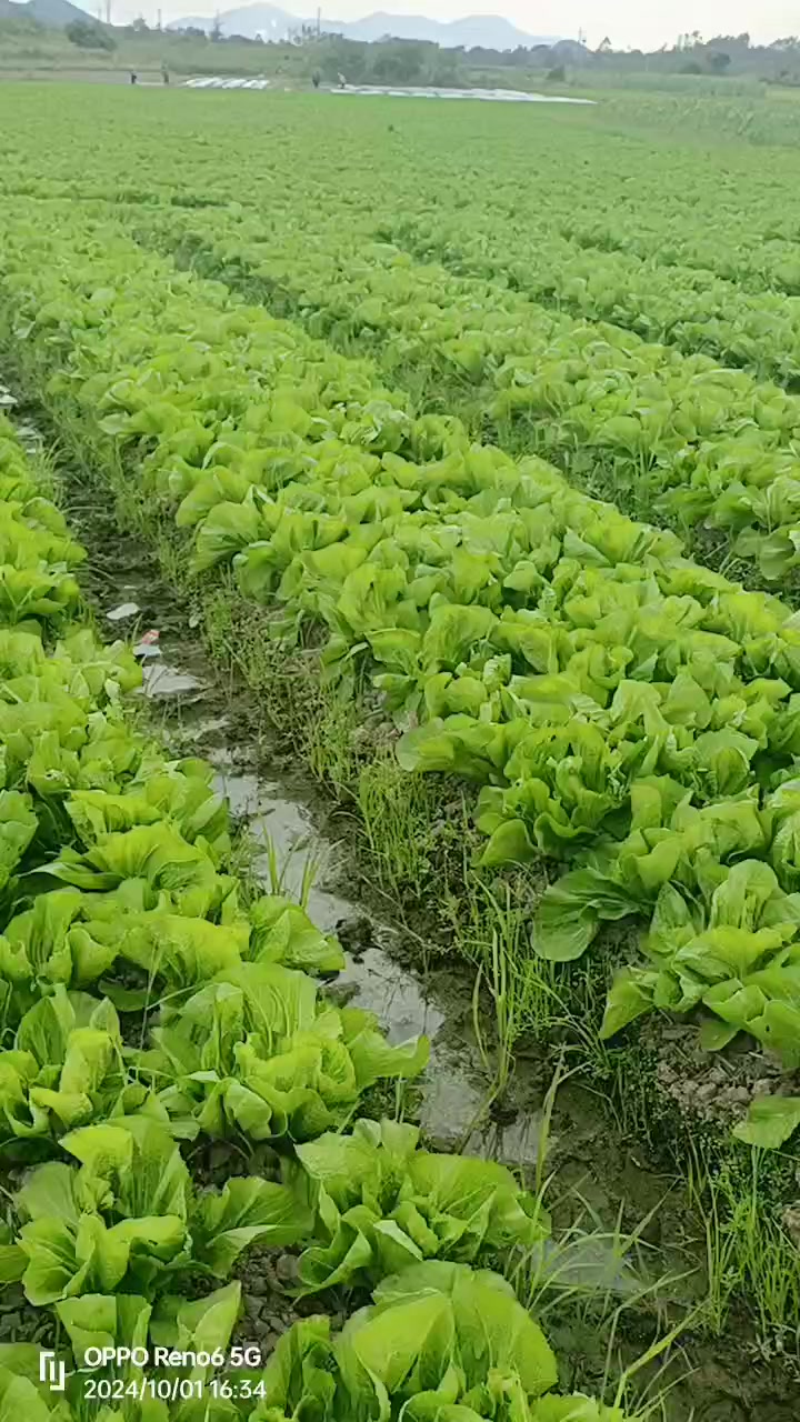 秋季精品千亩芥菜出货中