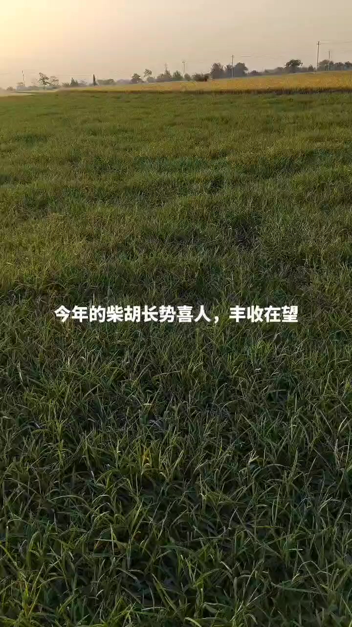 北柴胡种子