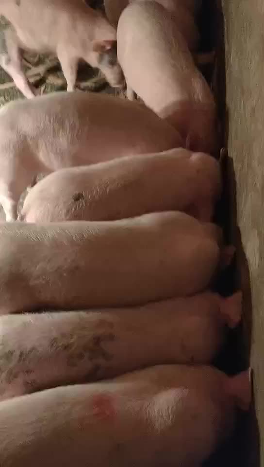 苏太母猪  品种好,价格低包运输包成活