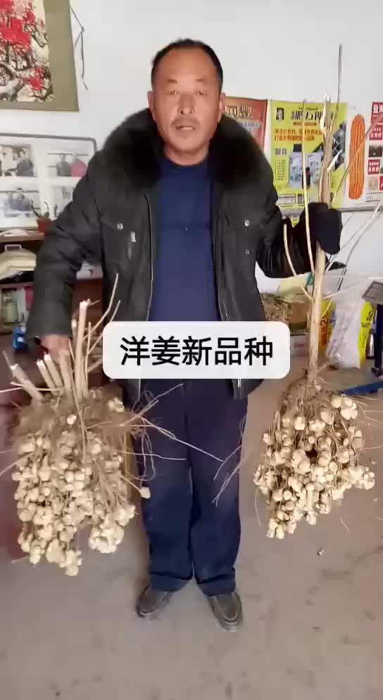 菊薯图片与功效图片