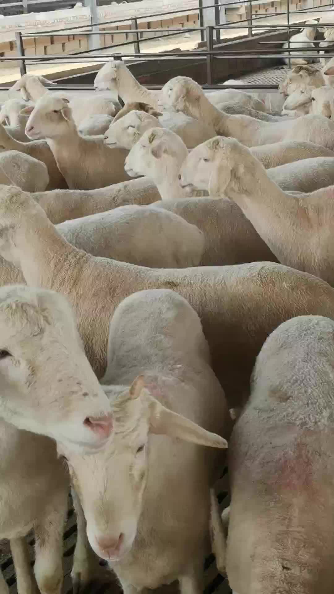 怀孕羊买十送一小尾寒羊养殖技术小尾寒羊[热]原产地小尾寒羊,种公羊