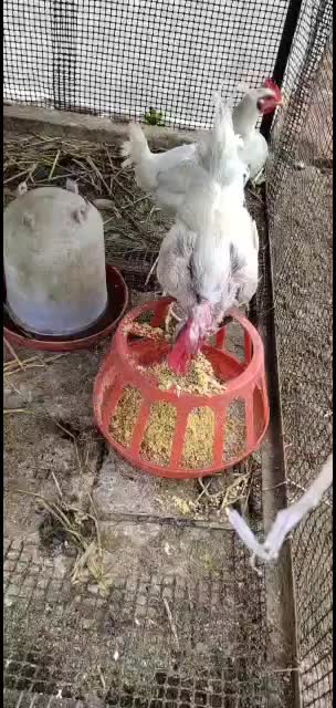 福建漳州斗鸡产地行情