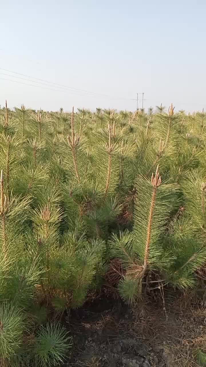 广东黑松产地行情