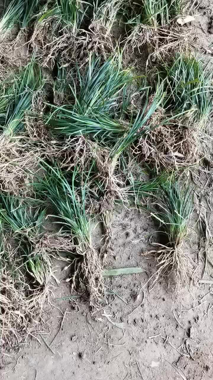 西安麦冬草价格行情走势 