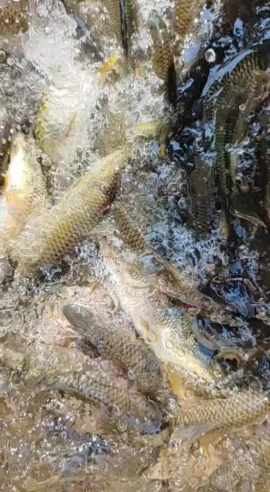 光唇鱼江西赣州南康溪水石斑鱼长期有货,冰冻发货淡水石斑鱼 04—0