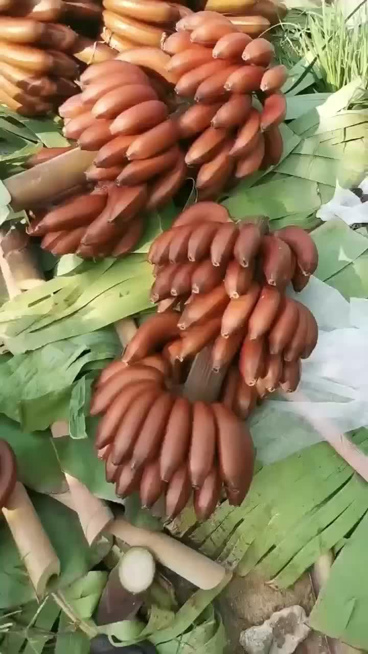 三门峡红香蕉产地行情