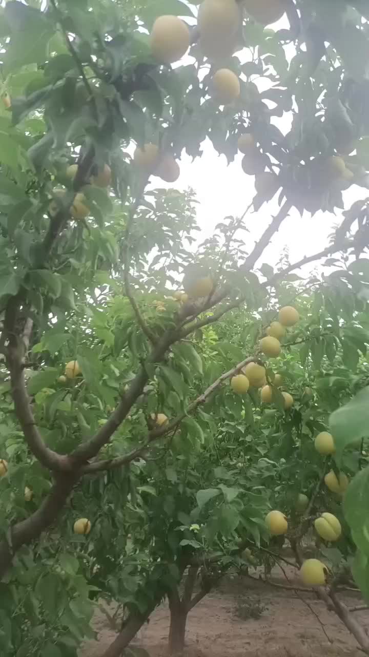 宁夏固原彭阳县杏梅产地行情