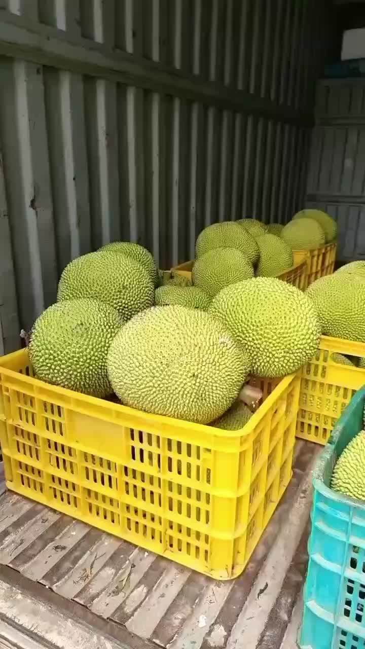 浙江珍珠菠萝蜜产地行情