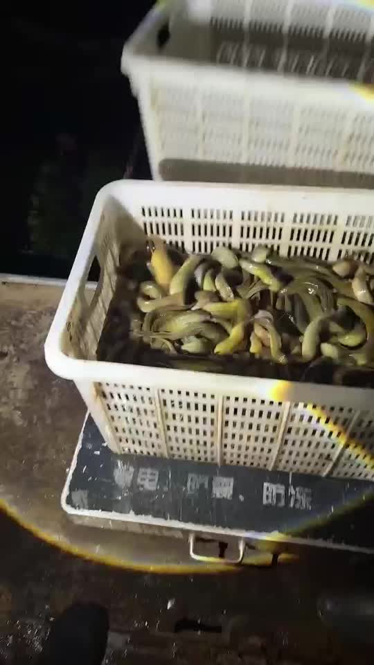 天津宁河区台湾泥鳅价格行情走势 