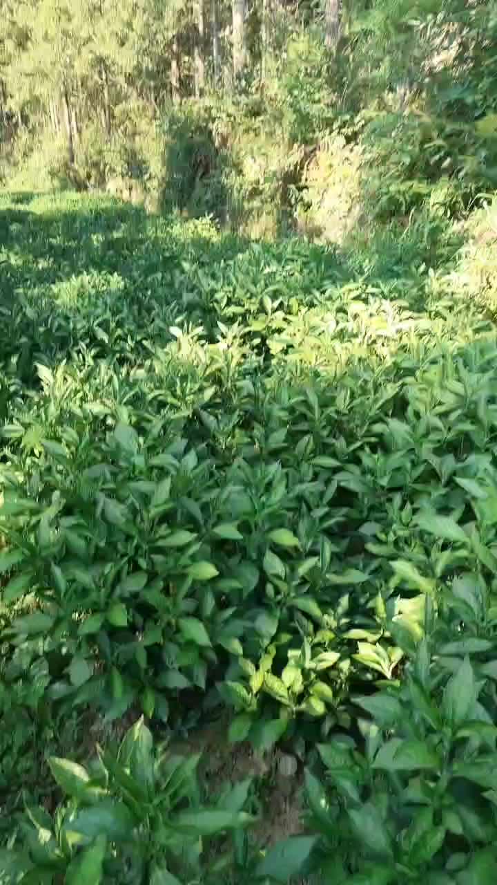 河南三门峡湖滨区南板蓝根价格行情走势