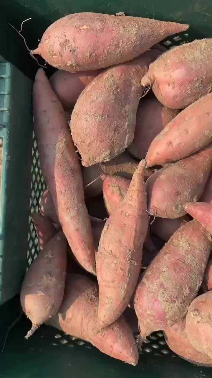 贺州红薯价格行情走势 
