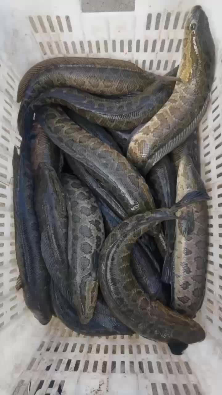 免浆黑鱼片 25盒*250克 酸菜鱼店常年供应 工厂直销高品质,七星鱼试试