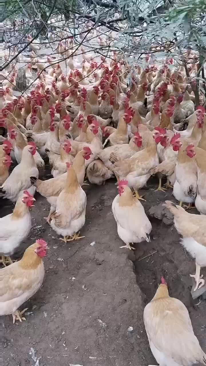 毛衣漂亮,大量货源供应乌鸡鲜鸡现杀正宗散养乌骨鸡土鸡月子鸡老母鸡