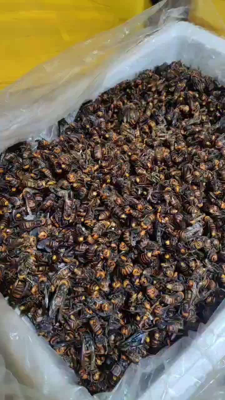 蜜蜂价格行情