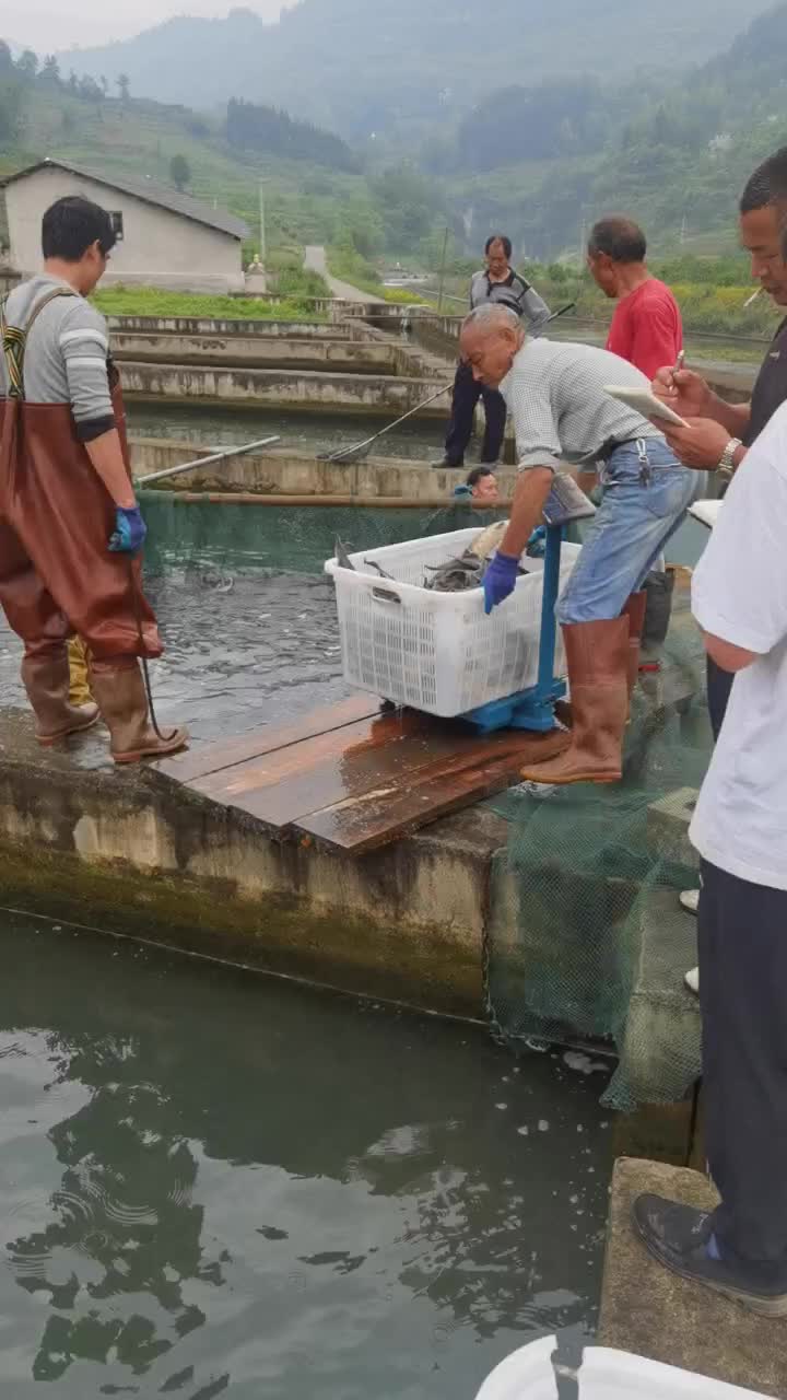 福绵区鲟鱼价格行情走势 